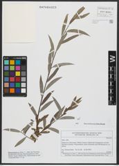 Foto von Salix alba L.